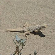 Mojave Fringe-Toed Lizard
