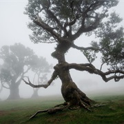 Fanal Forest, Madeira, Portugal