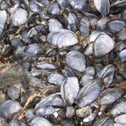 Mollusks