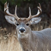 Coues' Deer