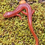 Spring Salamander