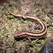 Three-Lined Salamander