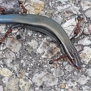Mountain Skink