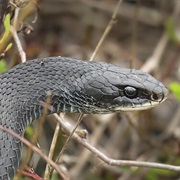 North American Racer