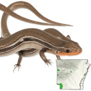 Southern Prairie Skink