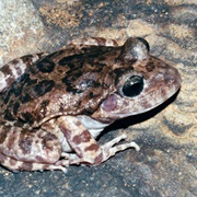 Eastern Barking Frog