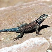 Yarrow's Spiny Lizard