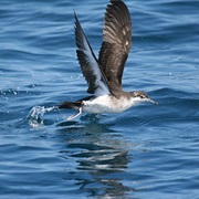 Sargasso Shearwater