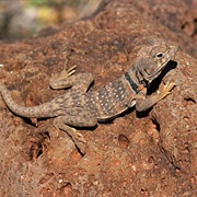 Sonoran Collared Lizard