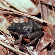 Southern Chorus Frog