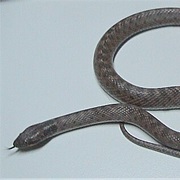 Chihuahuan Nightsnake