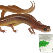 Many-Ribbed Salamander