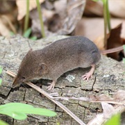 Pribilof Island Shrew