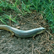 Great Plains Skink