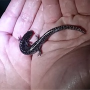 Reticulated Flatwoods Salamander