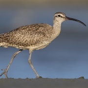 Hudsonian Whimbrel