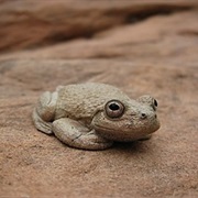 Canyon Tree Frog