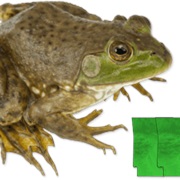 North American Bullfrog