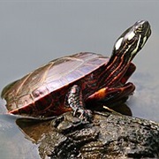 Eastern Painted Turtle