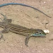 Arizona Striped Whiptail