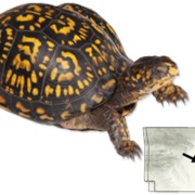 Woodland Box Turtle
