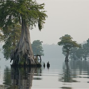 Great Dismal Swamp, USA