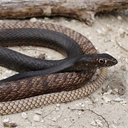 Coachwhip