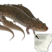 Northern Seal Salamander