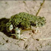 Green Toad