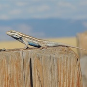 Southwestern Fence Lizard