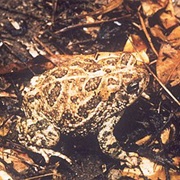 Great Plains Toad