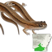 Western Dwarf Salamander