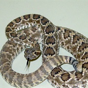 Mohave Rattlesnake