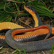 Redbelly Water Snake