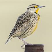 Chihauhaun Meadowlark