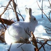 Tundra Hare