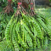 Petai (Stink Beans or Bitter Beans)