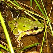 Wright's Mountain Tree Frog