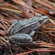 Coastal Plains Leopard Frog