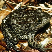 Mississippi Gopher Frog