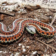Western Terrestrial Garter Snake