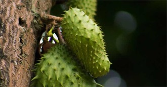 Fruits From Around the World