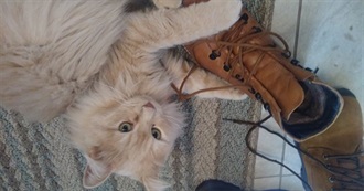 Things Ava Jade Has Experienced