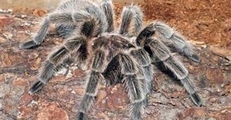 Have You Seen References to These Movies?