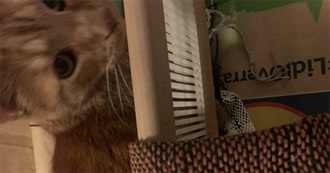 Dakota&#39;s 100 Movies