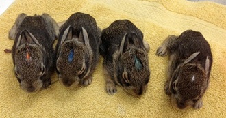 Bunnies Bunnies Who Likes Bunnies?