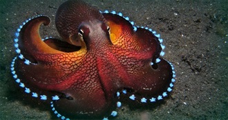 Fictional Starfish/Octupuses/Squids/Other Mullosks