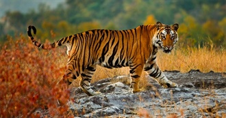 Books Bibliagirl Read With Tiger in the Title or on the Cover