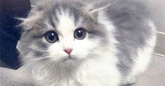 Foods That People Hate for No Reason