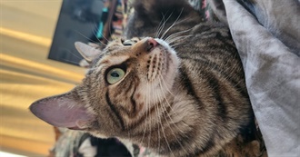 Emelia&#39;s Songs!!!